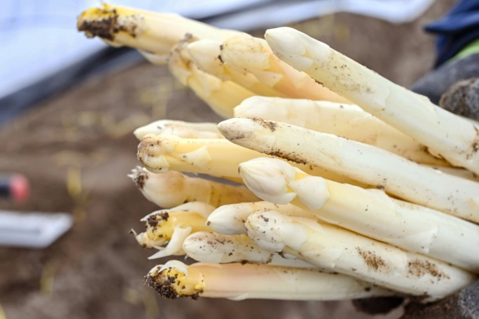 Gute Ernte, schlechte Ernte: Das sagen Spargel-Bauern über diesjährige Ausbeute