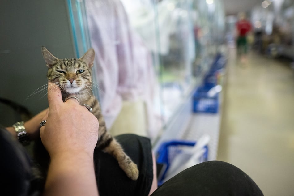 Egal ob Hund, Katze oder Maus: Im Tierheim kümmern die Pfleger sich mit großem Engagement um ihre Schützlinge.