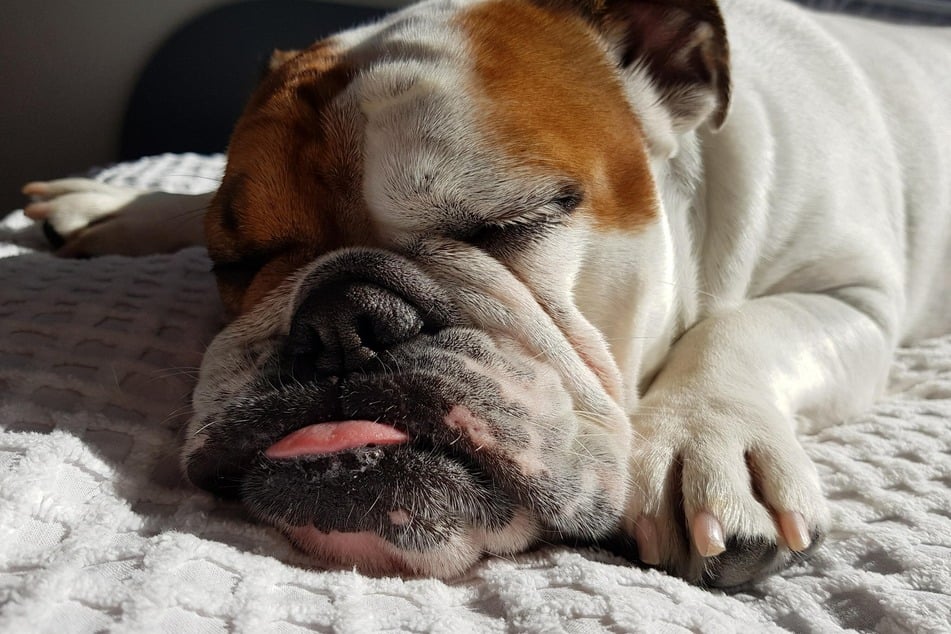 Bulldogs can sometimes seem a little lazy. In order for them to be obedient, you need to patiently train and motivate them.