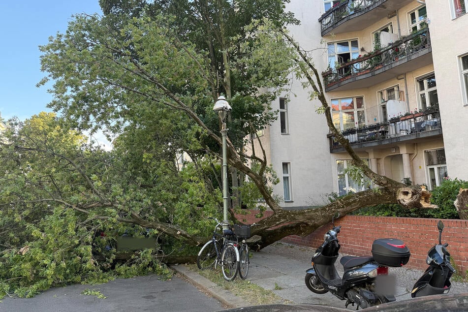 Zahlreiche Bäume im Stadtgebiet hielten den extremen Wetterbedingungen am Montag nicht stand.