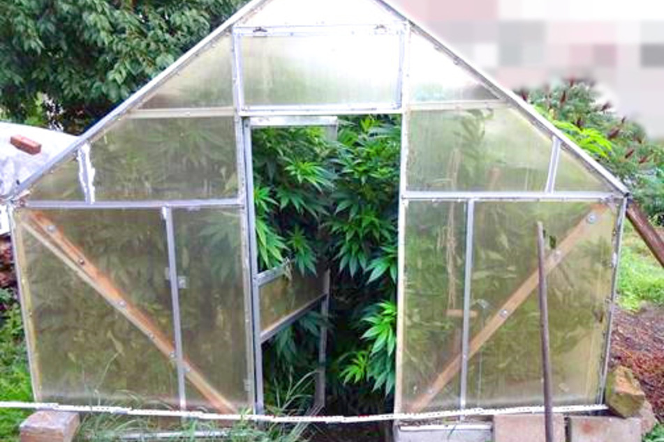 Dieses Gewächshaus mit zahlreichen Cannabispflanzen fand die Polizei am gestrigen Mittwoch auf einem Grundstück in Großschirma.