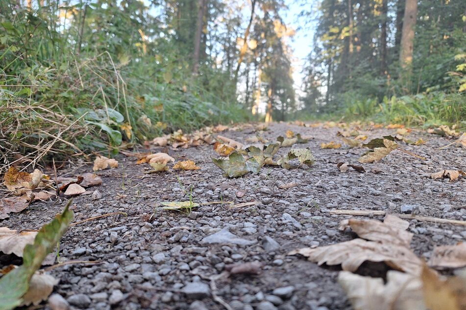 Auch in Thüringen sollten Waldbesucher stets ihre Augen offenhalten, ab Oktober jedoch besonders. Der Grund: verstärkte Holzernte! Wegsperrungen sollten beachtet werden. (Symbolbild)