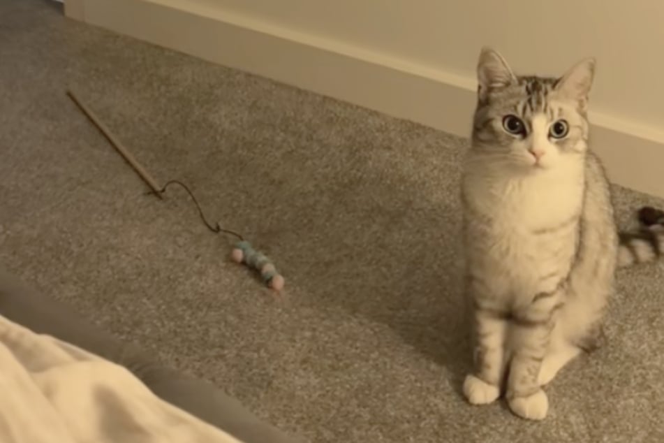 Katze hört Besitzerin weinen: Was der Vierbeiner dann entscheidet, rührt Tausende zu Tränen