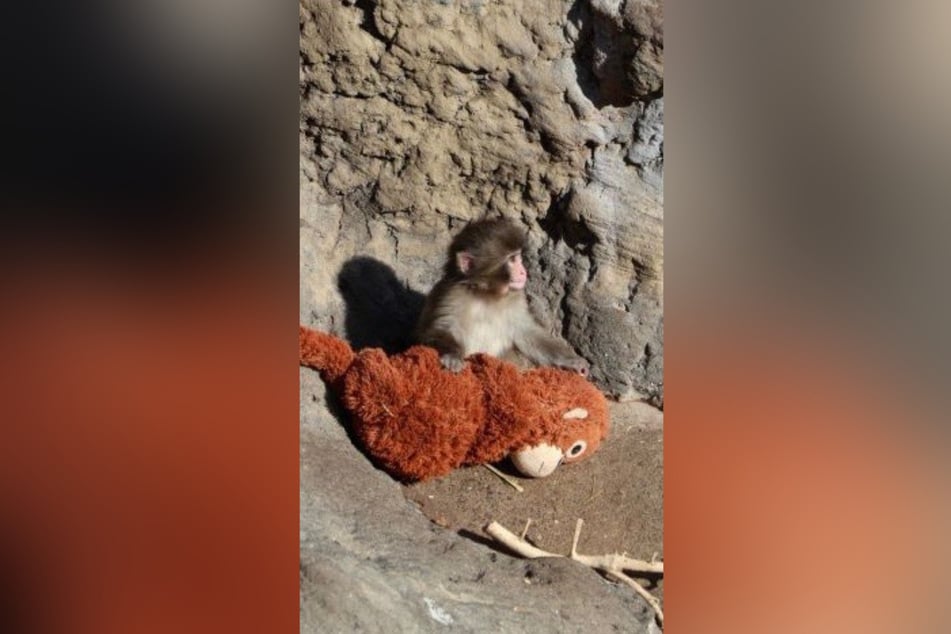 Niemals ohne seinen besten Freund: Affen-Baby "Punch" und sein Orang-Utan aus Plüsch.