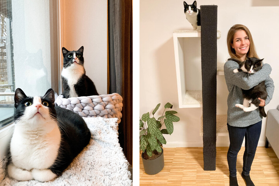 Bei Annabelle Bannenberg (31) haben Momo und Cleo ein liebevoll neues Zuhause gefunden. Seit 2017 begeistern die beiden auf dem Instagram-Account "2chaoscats" immer mehr Menschen.