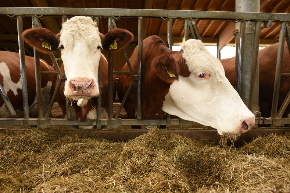 Neben Schafen und Ziegen können sich auch Rinder mit der Blauzungenkrankheit anstecken. (Archivbild)