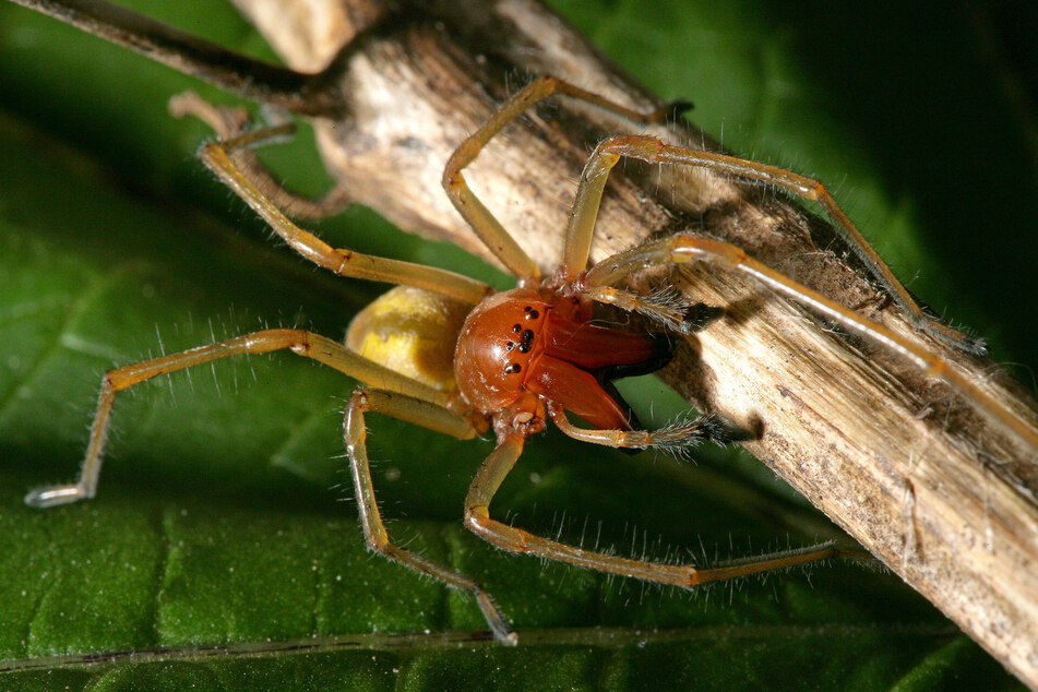 Ein besonderes Aussehen und doch eher eine Seltenheit, auf diese Spinne zu treffen. Der Lebensraum des Ammen-Dornfingers befindet sich auf Wiesen und Waldlichtungen.