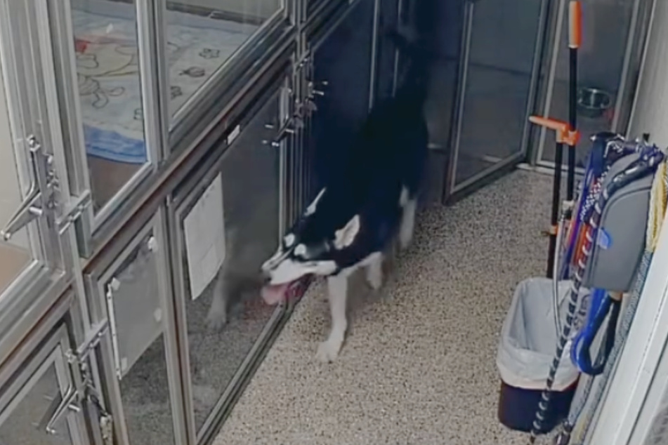 This rescue husky broke out of his cage in the middle of the night and got himself arrested in the cutest way ever.