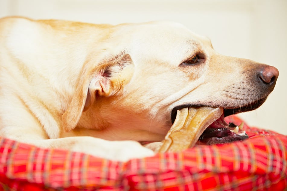 Knochensplitter, die sich beim Zerkauen lösen, können Hunden innerlich schwer verletzen. (Symbolbild)