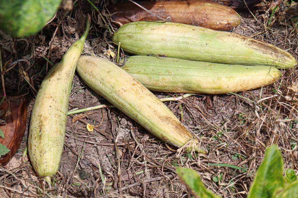 Zur Nutzung als Schwamm, sollte man mit der Ernte warten, bis sie gelb-bräunlich und reif sind.