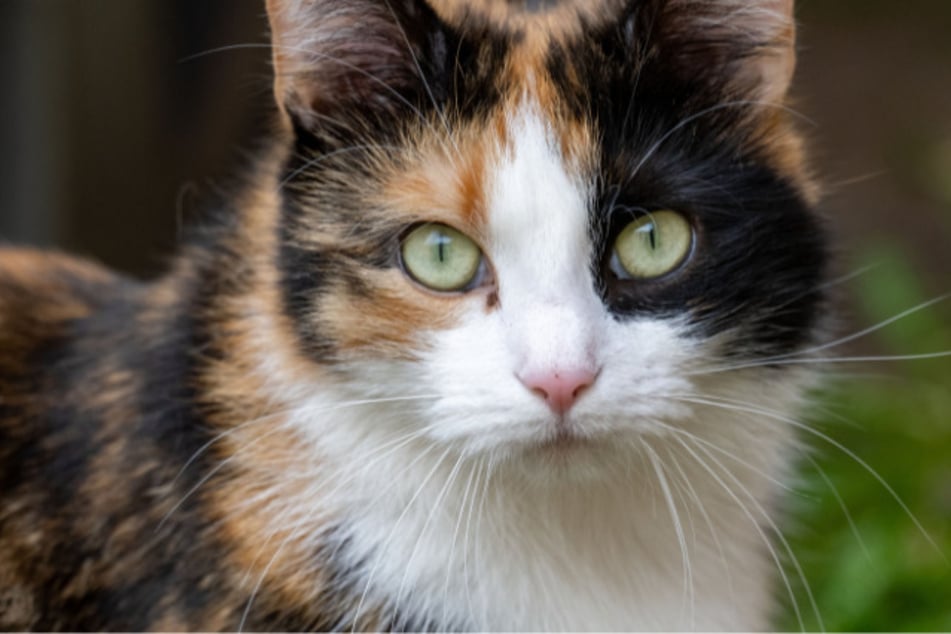 Tierquäler schlägt zu? Katze mit Pfote in verbotener Falle gefunden