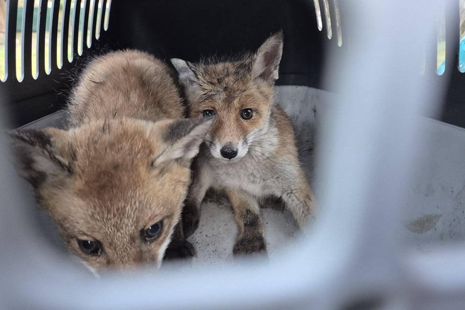 Die Fuchshilfe Berlin kümmert sich jetzt um das Wohlergehen der beiden Vierbeiner.