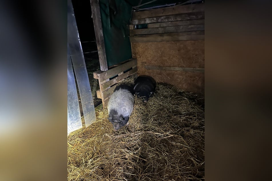 Schwein gehabt: Zu Hause wurde Peppa wieder mit seinem Artgenossen "Peppels" vereint.
