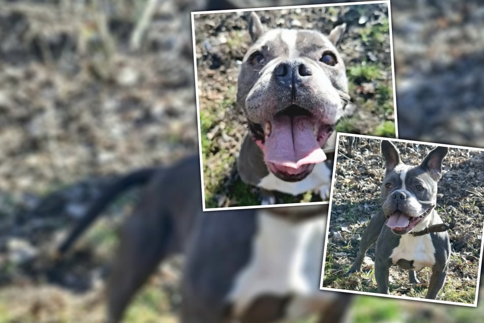 Freude, die ansteckt: Wirbelwind Frida wünscht sich ein neues Zuhause