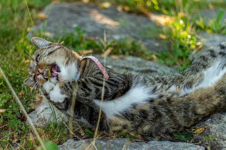 Outdoor cats can eat grass at any time, but indoor cats have to rely on cat grass.