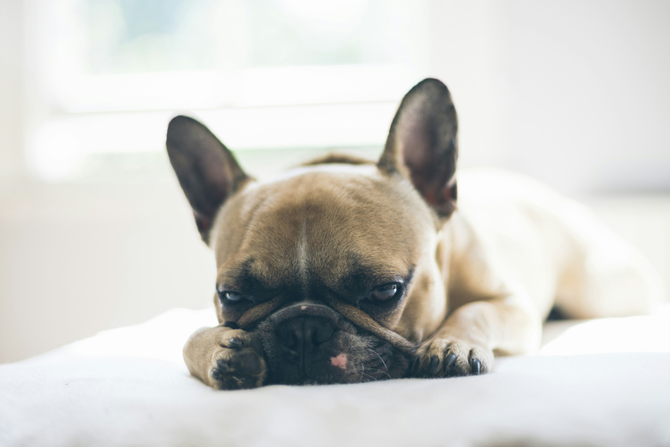 French bulldogs are incredibly lazy and sleepy creatures.