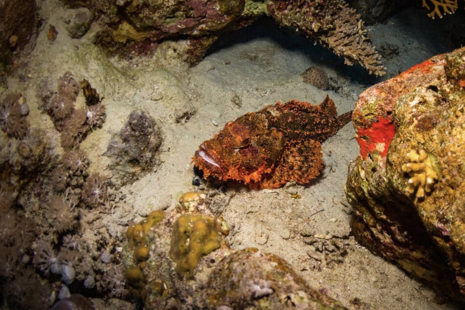 The stonefish is the most poisonous fish in the world. (symbolic image)