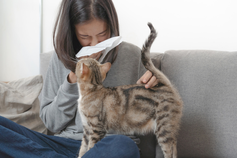 Cats can suffer from allergies too, and might sneeze just like you do.