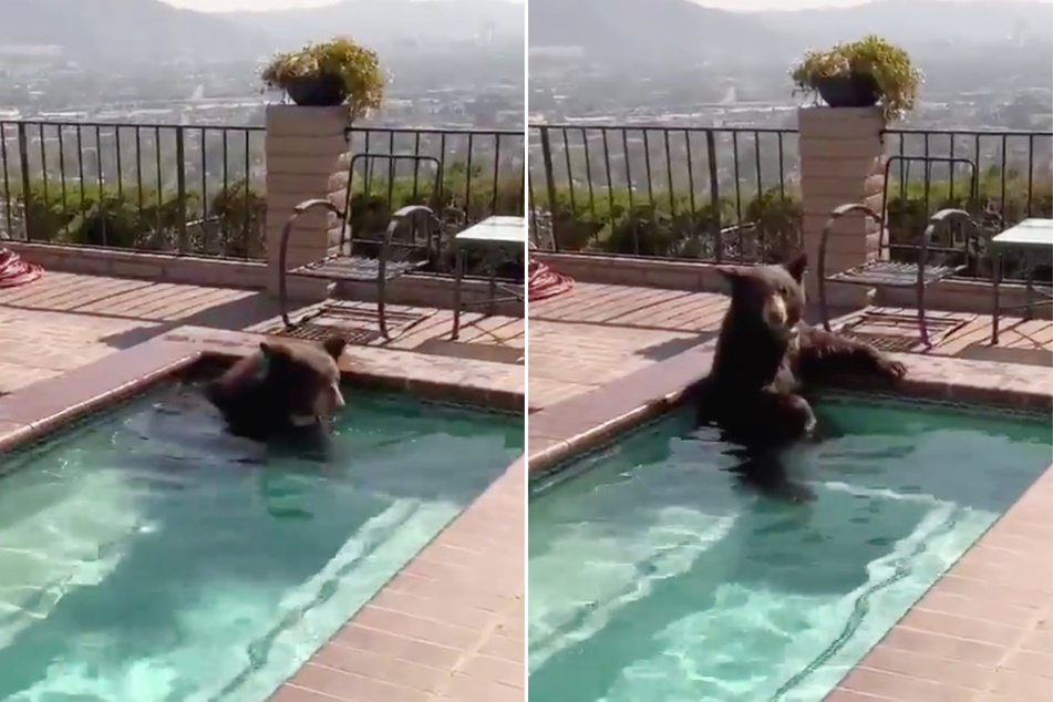 California police officers recently responded to a call about a bear wandering a neighborhood, and they arrived to find it chilling in a hot tub.