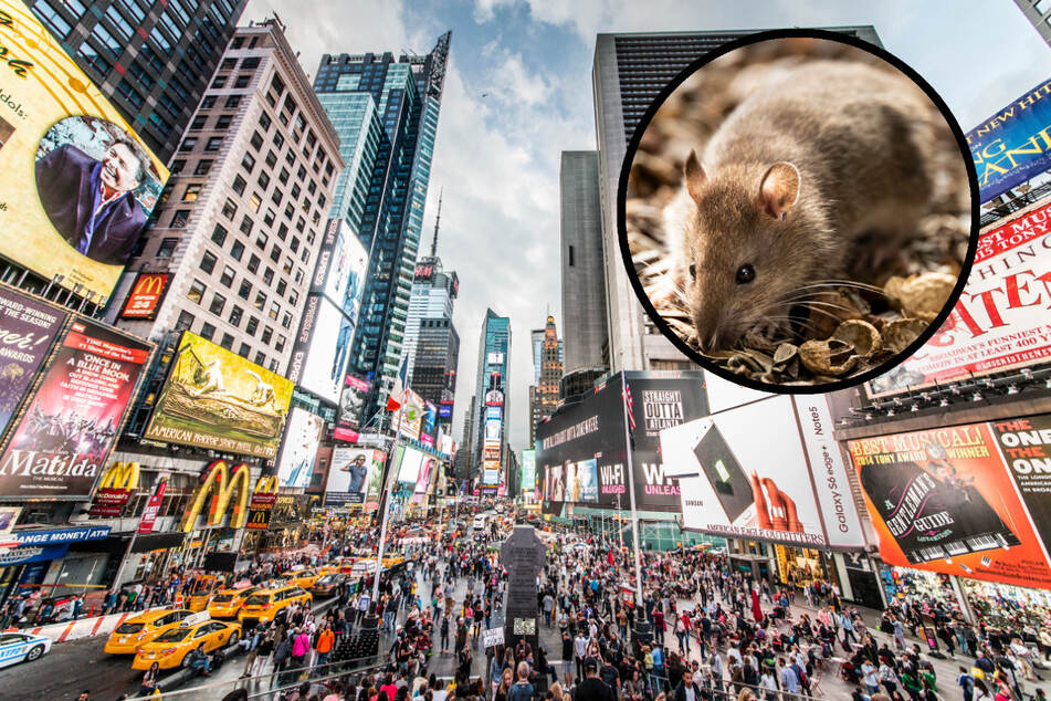 Ratten gelten in New York als riesige Plage.