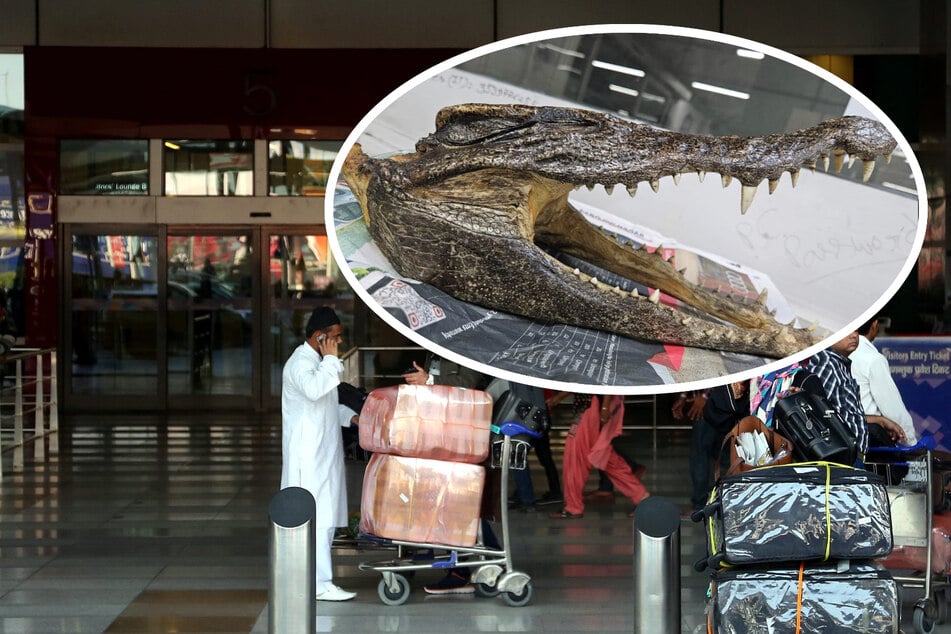 Crocodile skull wrapped in cloth: Man arrested at the airport!