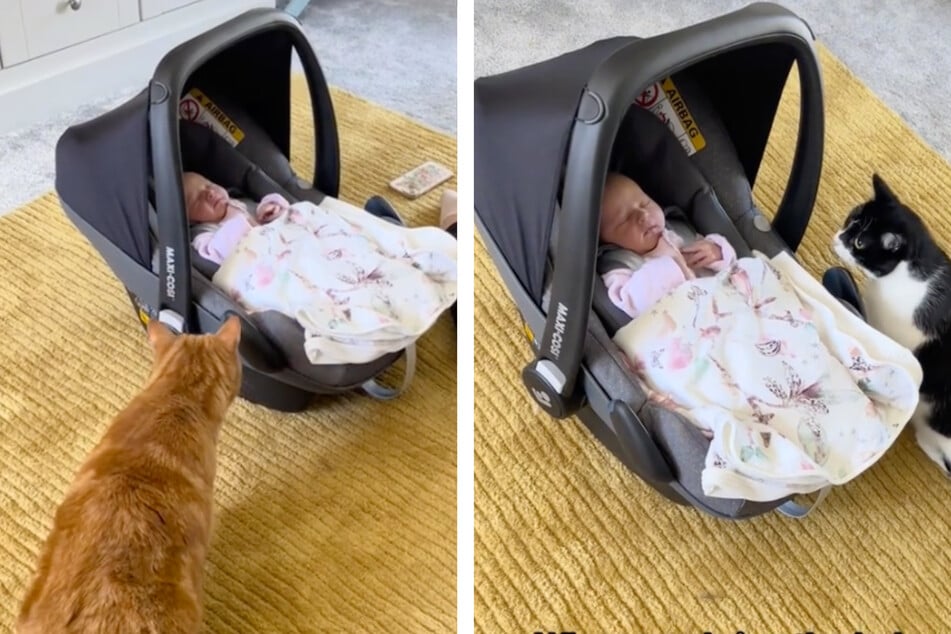 Katzen treffen zum ersten Mal auf Baby: Ihre Reaktion amüsiert mehr als eine Million User