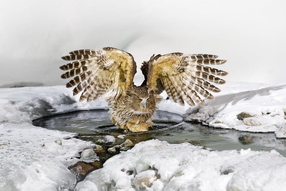 Der Riesenfischuhu hat die größte Flügelspannweite unter den Eulen.