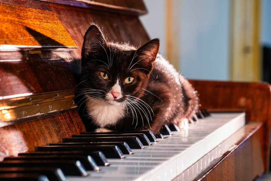 The effect of and reaction to pieces of music differs between cats – just as it does for humans.