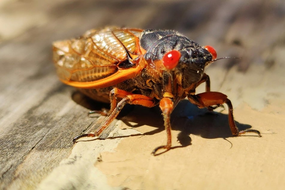 Brood XIV cicadas are returning to the US after 17 years.