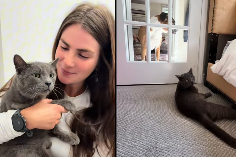 Wie durch ein Wunder überlebte die Samtpfote den Unfall und wurde anschließend von der Kanadierin adoptiert.