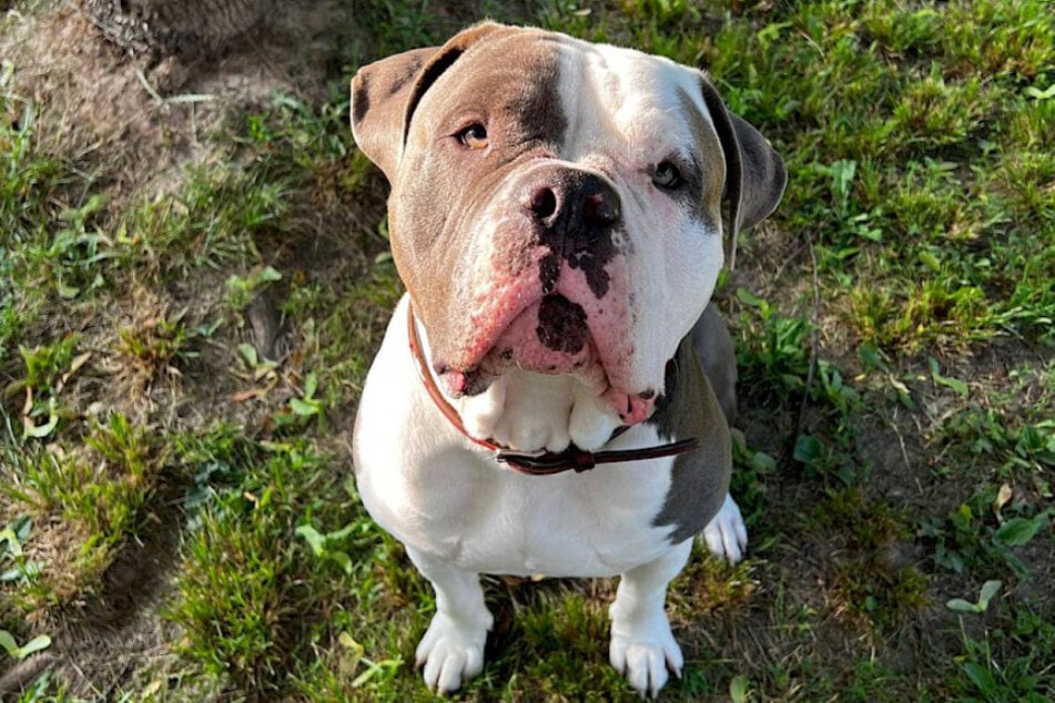 El macho de bulldog americano fue descrito por los rescatadores como un "gigantesco bebé".