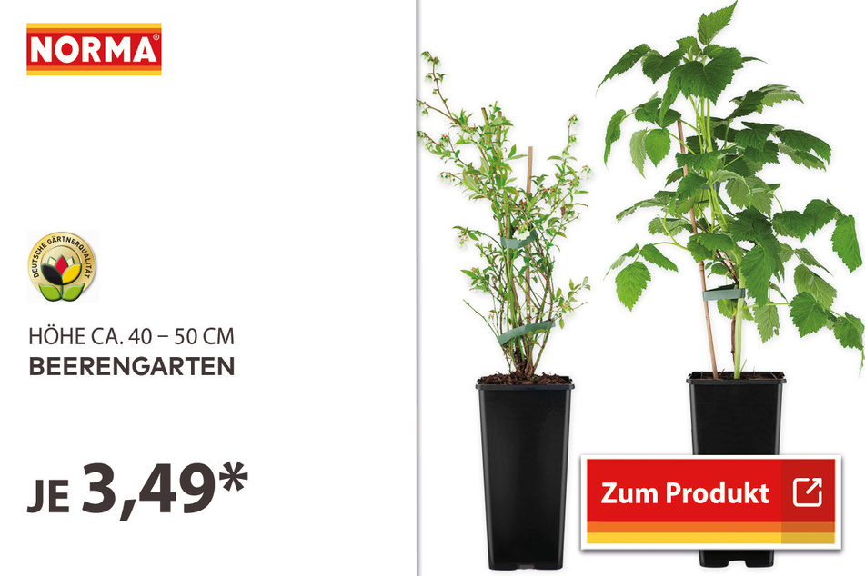 Beerengarten für 3,49 Euro