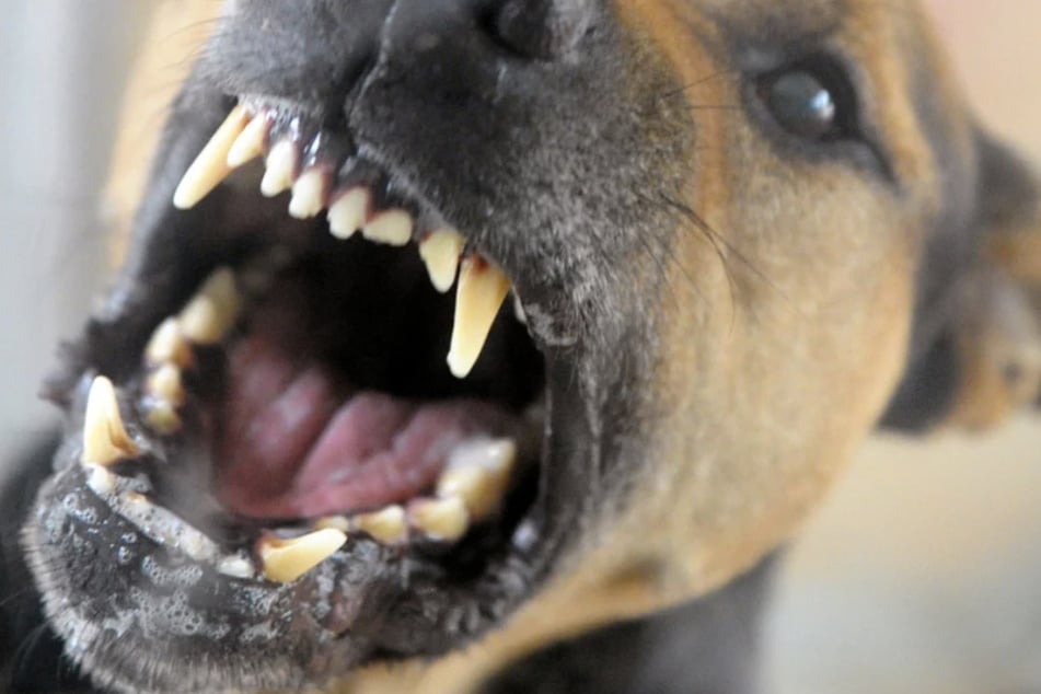 Die Hunde hatten einen Dackel totgebissen und den zweiten Vierbeiner schwer verletzt. (Symbolfoto)