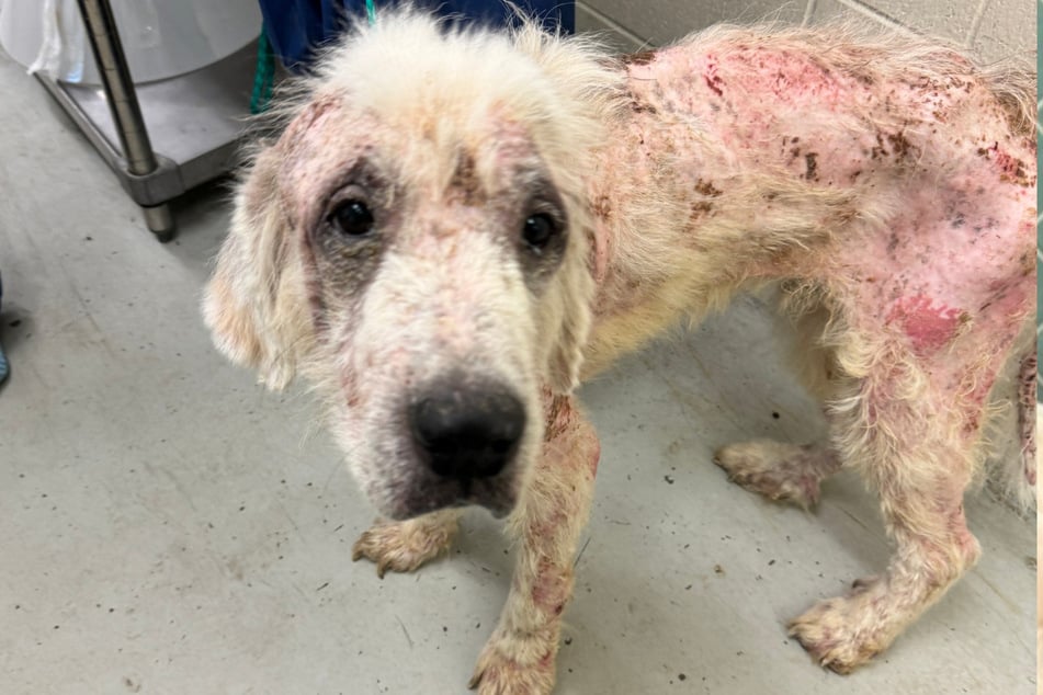 Coda the dog looked like he was in extremely bad shape when rescuers first found him.