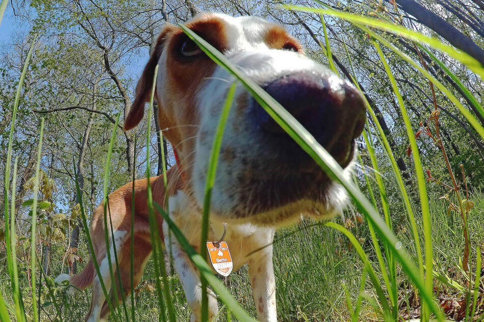 Hunde können beim Schnüffeln große Mengen der gefährlichen Brennhaare aufnehmen.