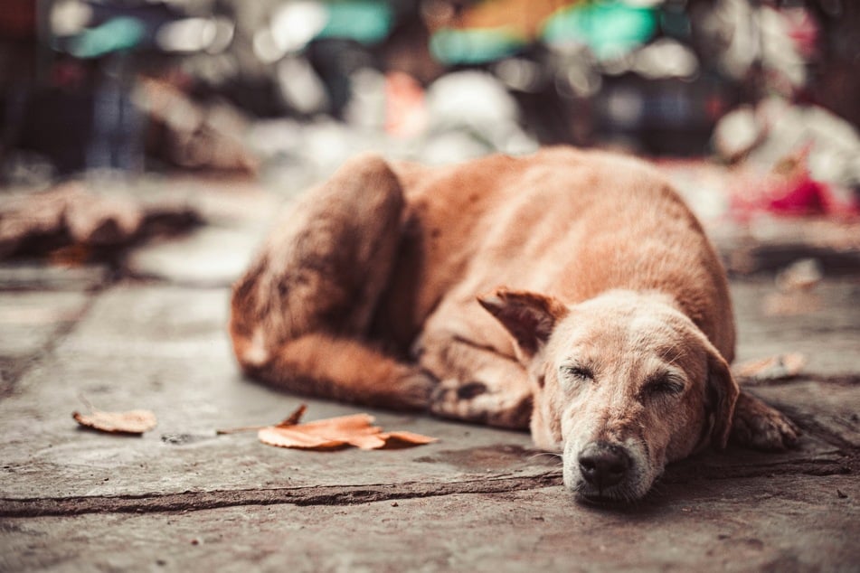 Police get calls about an abandoned dog on the side of the road: then they find out the bizarre truth