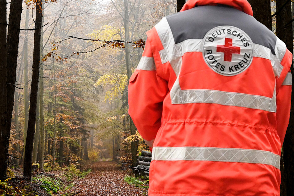 In den Parks und Wäldern in Hessen droht Gefahr durch Astabbruch oder gar umstürzende Bäume - die Behörde Hessen Forst warnt deshalb die Bevölkerung. (Symbolbild)