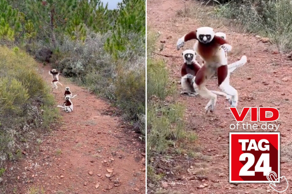 Today's Viral Video of the Day features a man who comes across a group of lemurs on a walk!