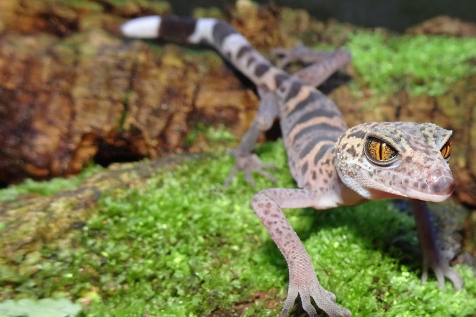 Geckos sind derzeit nur hinter den Kulissen des Dresdner Zoos untergebracht.