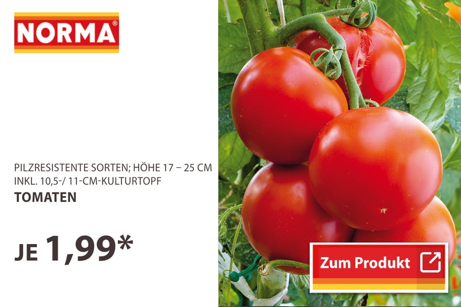 Tomatenpflanze