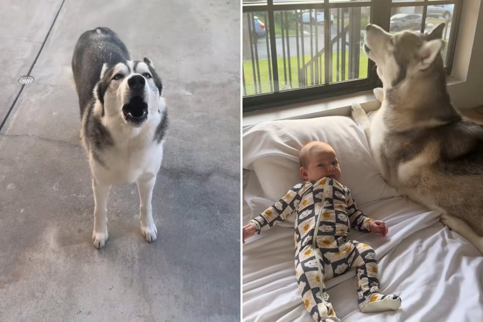 Schon Monate vor der Geburt der Tochter seines Frauchens begann Siberian Husky Theo zu heulen wie ein Wolf.