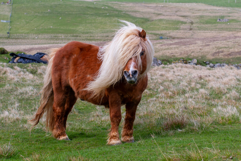 Ein Highlight der Ponyleistungsschau ist das Shetlandpony. (Symbolbild)