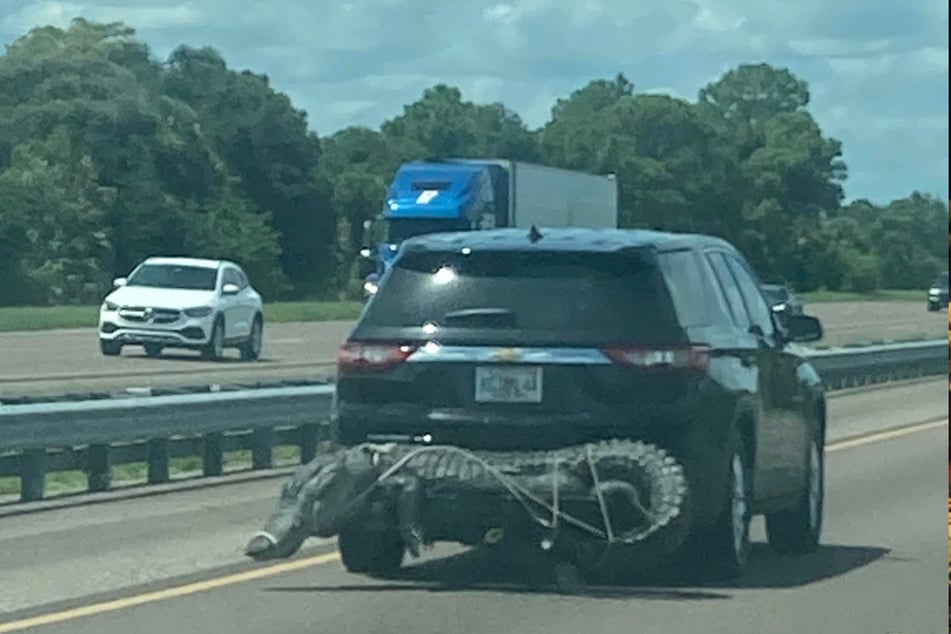 A woman snapped a shot of a massive alligator tied to the back of a SUV.