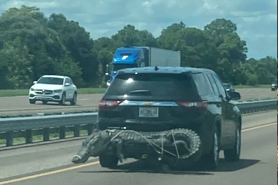 Ein massiver Alligator war an der hinteren Stoßstange des SUV festgeschnallt.