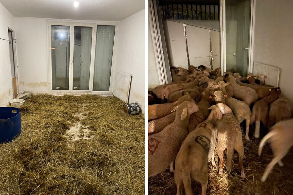 40 Schafe in Sozialwohnung entdeckt - wurde hier ein illegales Schlachthaus betrieben?