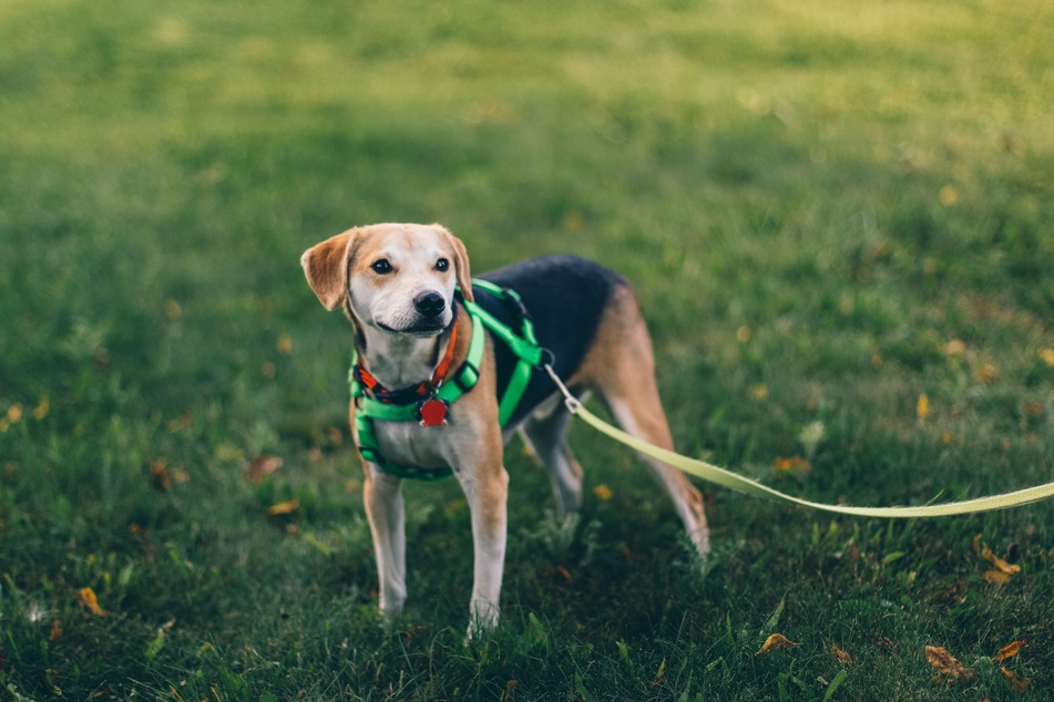 Halsbänder und Hundegeschirre gibt es meist farblich passend zur Leine.