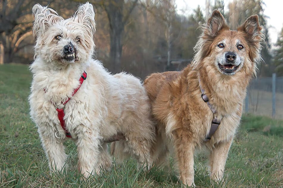 Anka und Tina sind sehr eng verbunden und sollen zusammen bleiben.