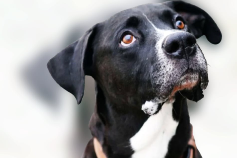 Boxer-Mix Anubis sucht geduldige Menschen für seinen Neuanfang