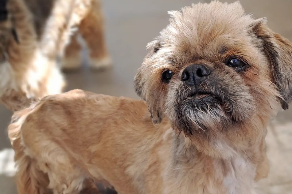 Als Fundhund kam Ronny ins Hamburger Tierheim. Jetzt sucht er nach einem neuen Zuhause.
