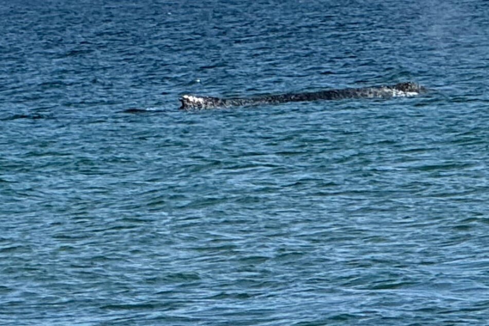 Buckelwal plötzlich wieder vor der Küste! Boote versuchen, ihn fernzuhalten